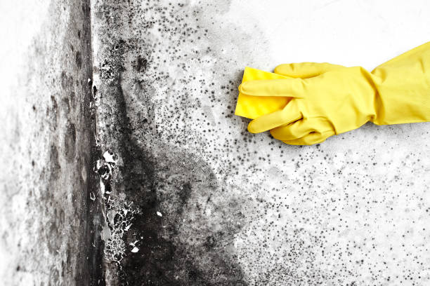 Best Asbestos and Lead Testing During Mold Inspection  in Three Lakes, FL
