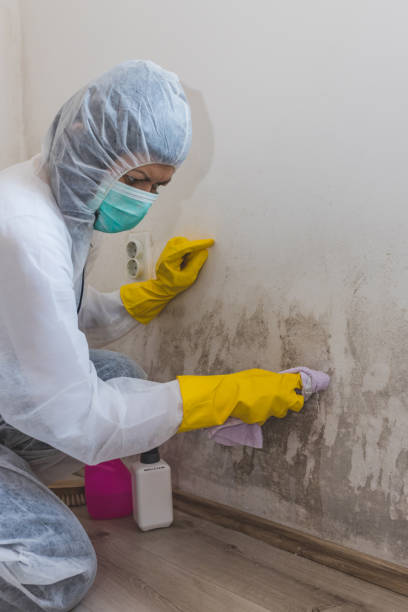Biohazard Mold Removal in Three Lakes, FL